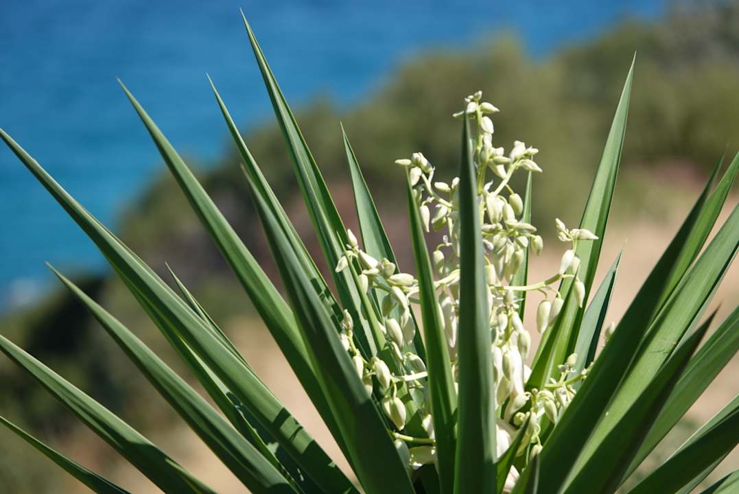Gartenanlage Hotel Maistrali