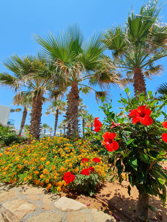Gartenanlage Lyttos Beach Hotel