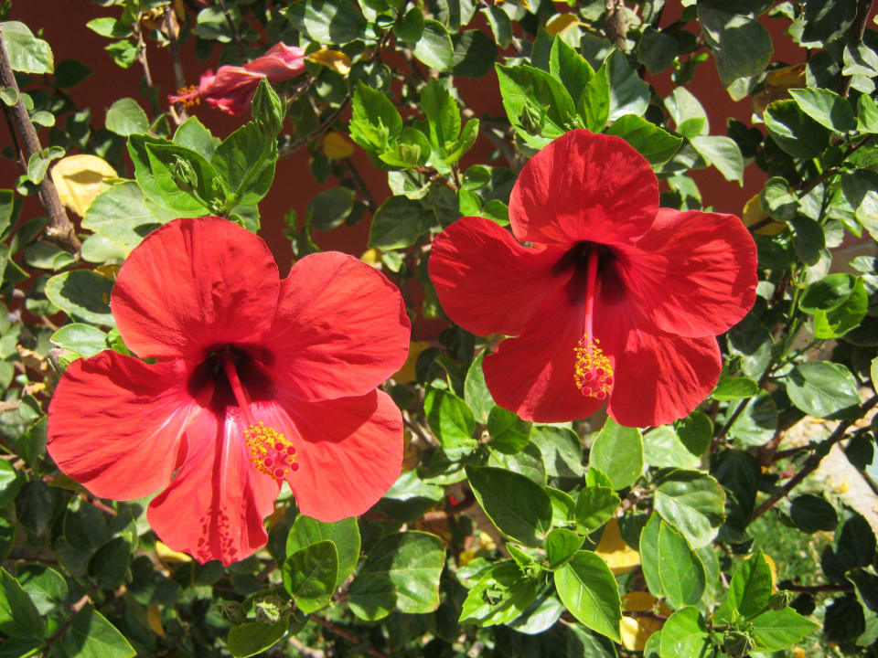 Blumen Pickalbatros Alf Leila Wa Leila Resort - Neverland Hurghada