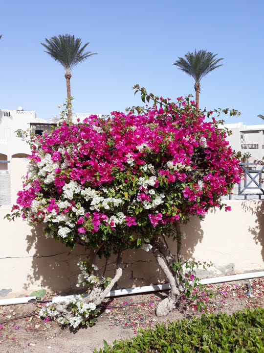 Gartenanlage Cleopatra Luxury Resort Makadi Bay