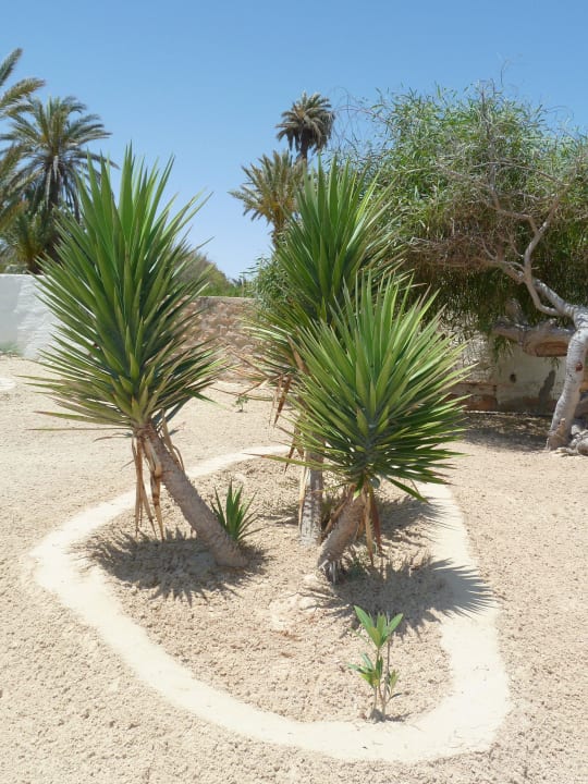 Ansicht 2 Weg zum Strand Hotel Sangho Club Zarzis