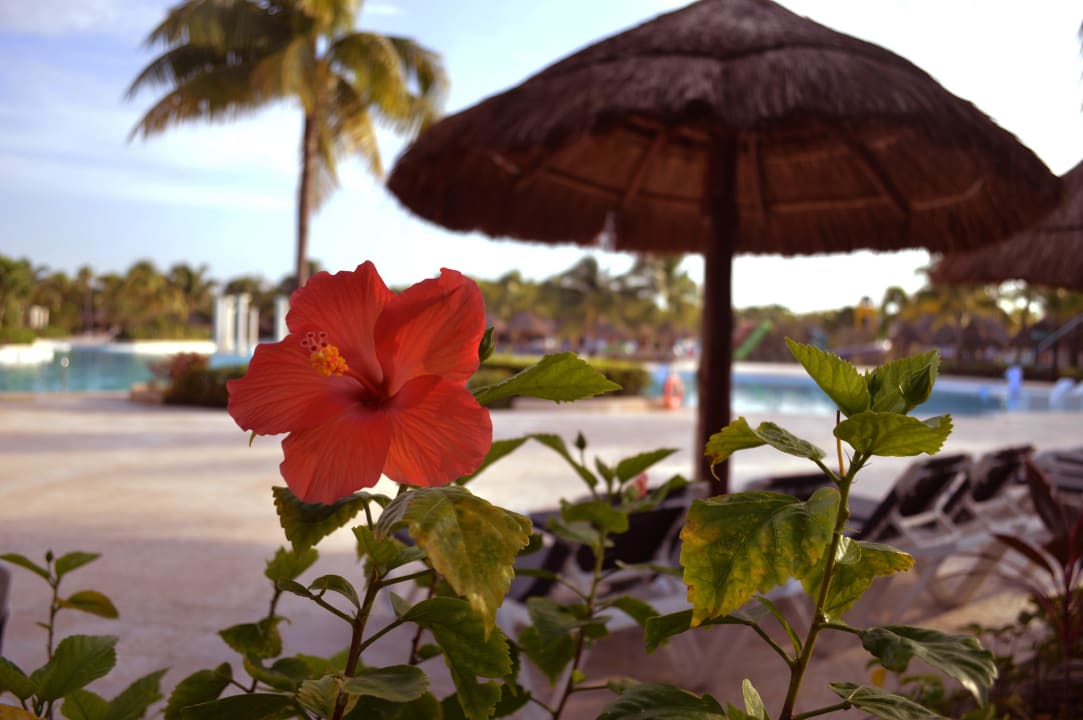 Morgens am Pool Grand Palladium Kantenah Resort & Spa