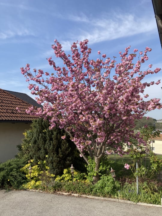 Garten Reduce Hotel Thermal Bad Tatzmannsdorf