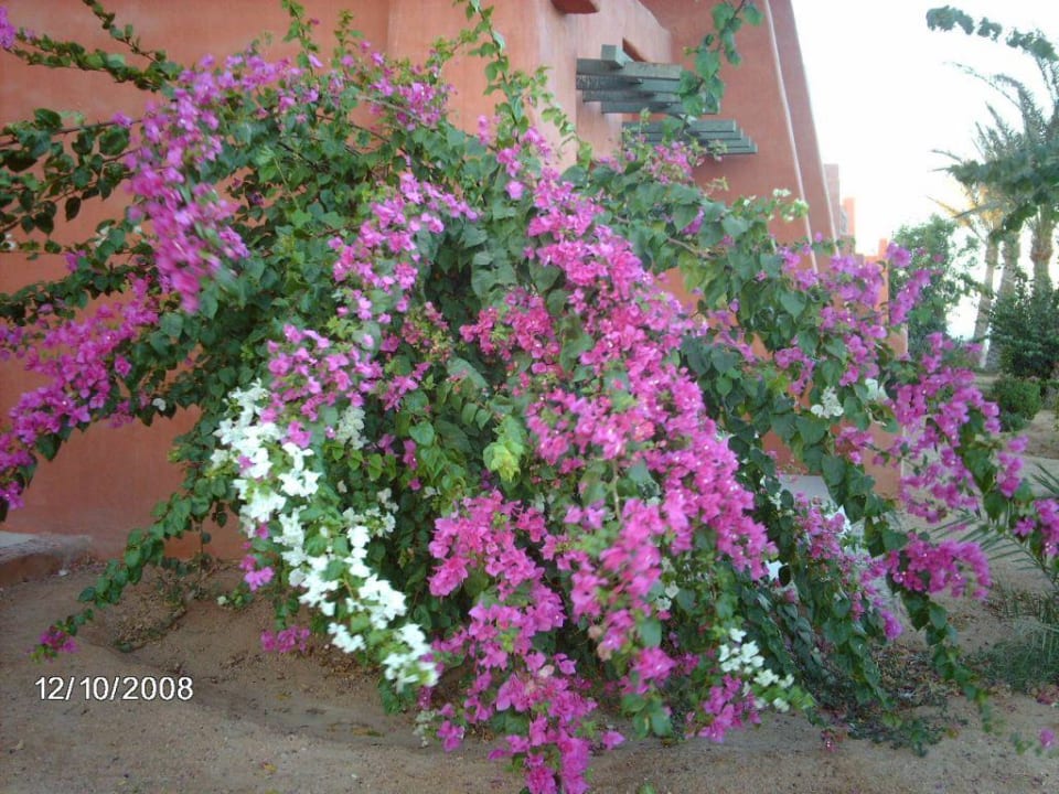 Blühender Strauch direkt an unserem Zimmer Hotel Hauza Beach Resort