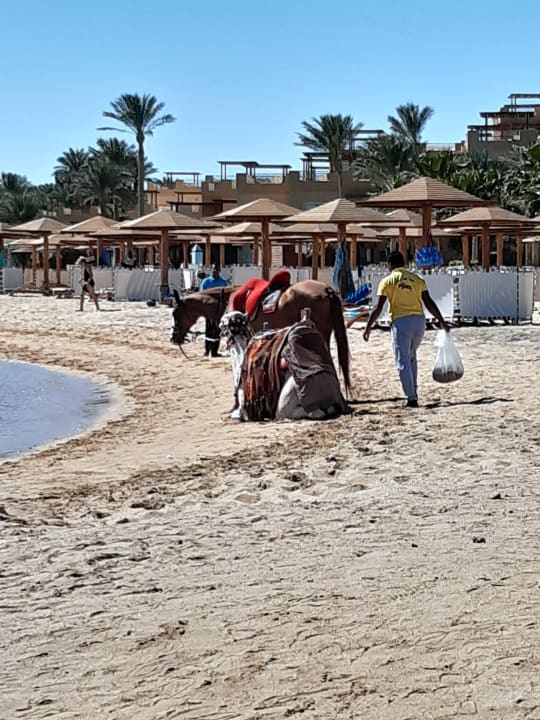 Strand Shams Prestige Abu Soma-Adults Only