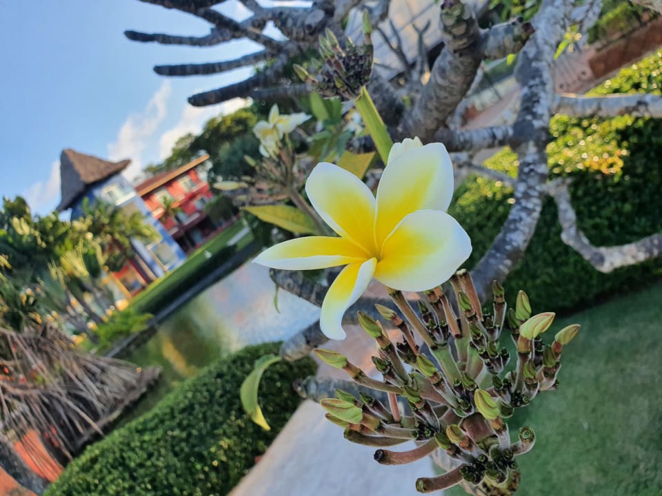 Gartenanlage Tropical Deluxe Princess