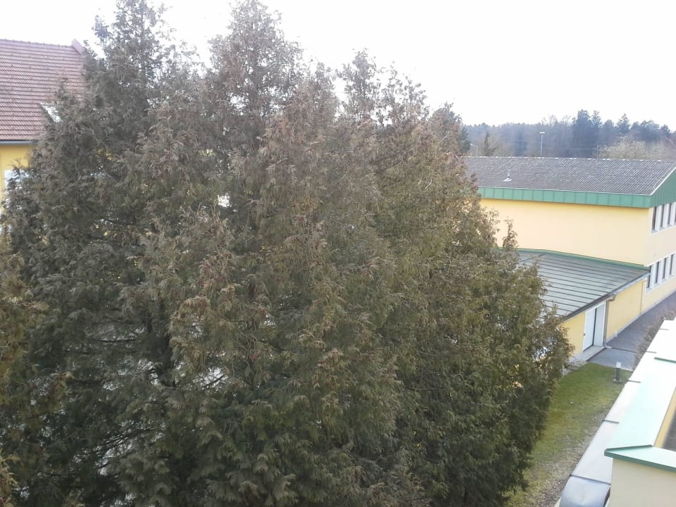 Südenausblick seitlich auf Pizzariarückwand, Dach Wilfinger Ring Bio Hotel