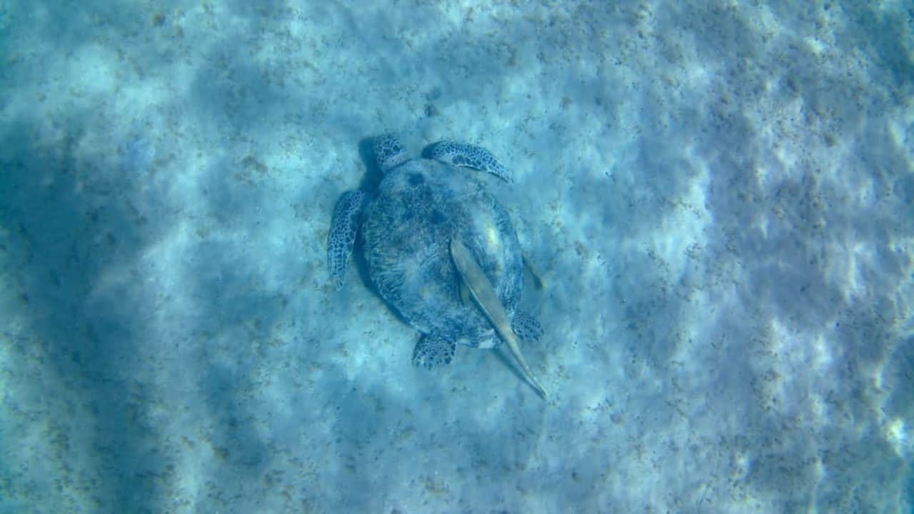 Żółwie przy hotelowej plaży Malikia Resort Abu Dabbab