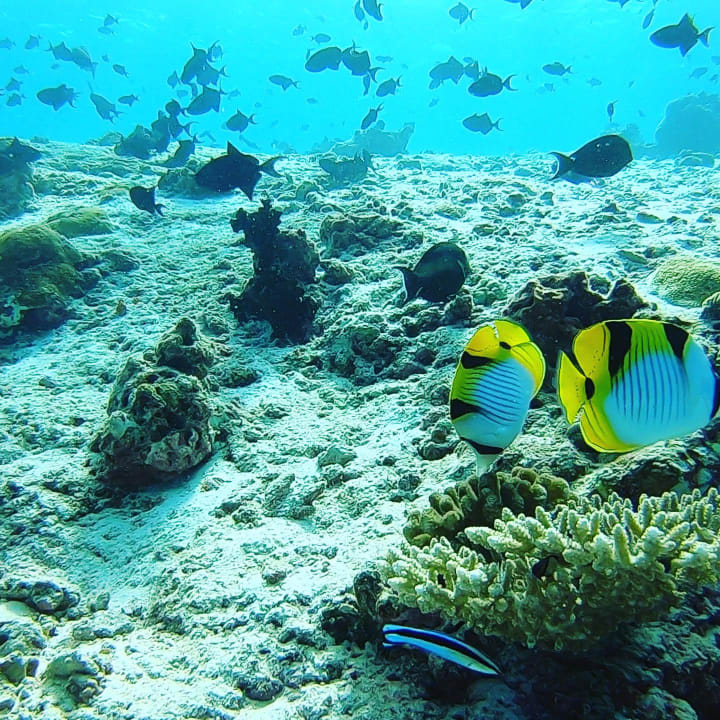 Sport & Freizeit Safari Island Maldives
