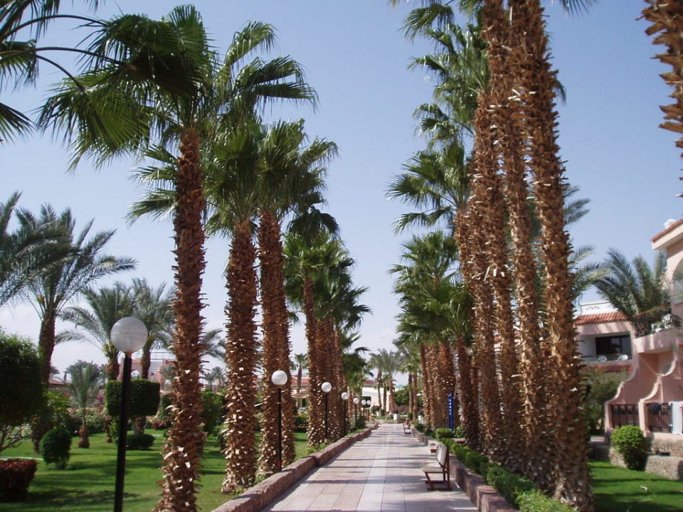 Hauptweg zu den Bungalows Beach Albatros Resort