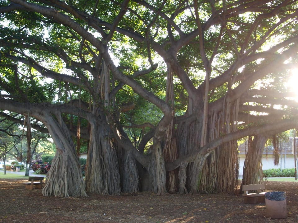 Baum am Strand Hotel Hyatt Place Waikiki Beach
