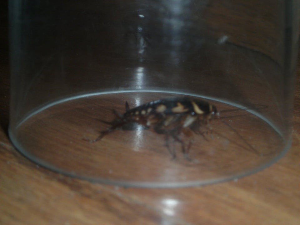 Kakalakken im Zimmer Ole Tropical Tenerife