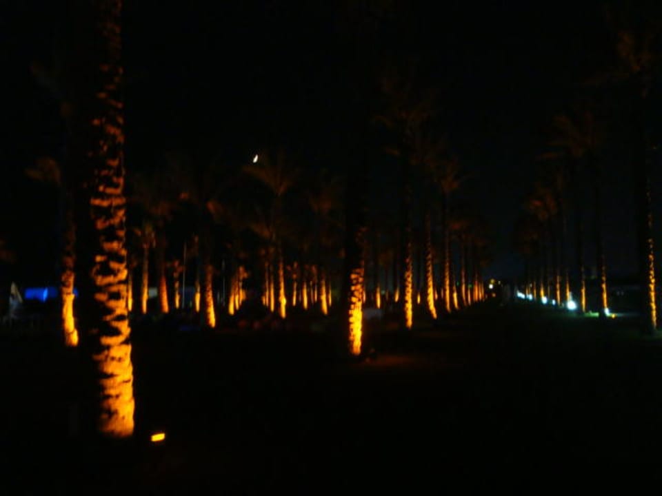 Palmgarten bei Nacht Adam & Eve - Adults only