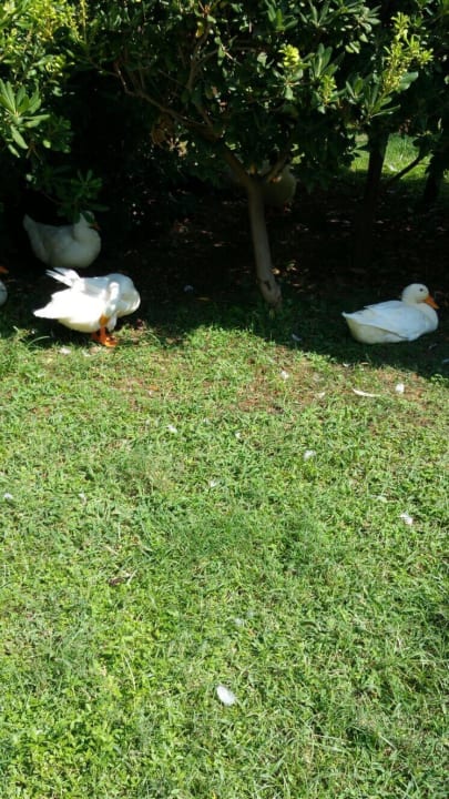 Die landen nicht auf dem Teller  Labranda Alantur Resort