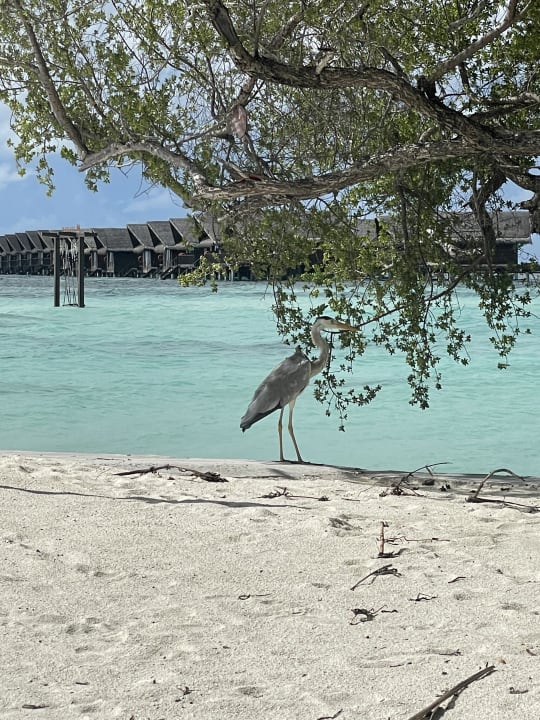 Strand Adaaran Select Hudhuran Fushi - Premium All Inclusive