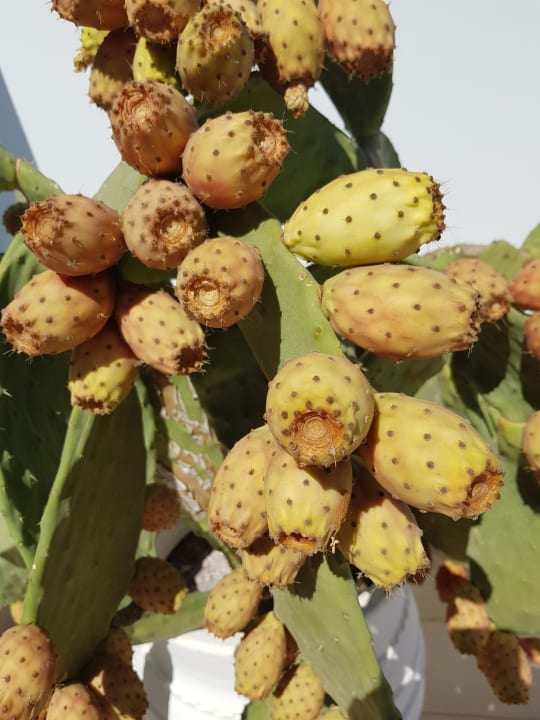 Sonstiges TUI BLUE Oceanis Beach and Spa Resort