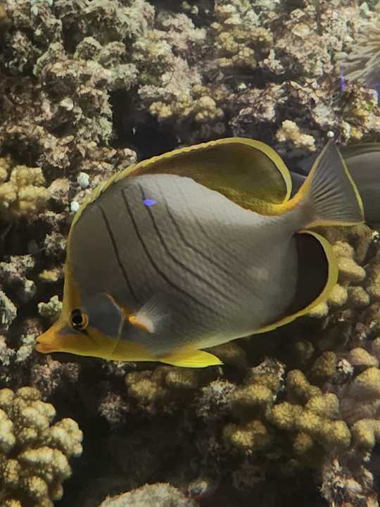 Gastro OBLU XPErience Ailafushi