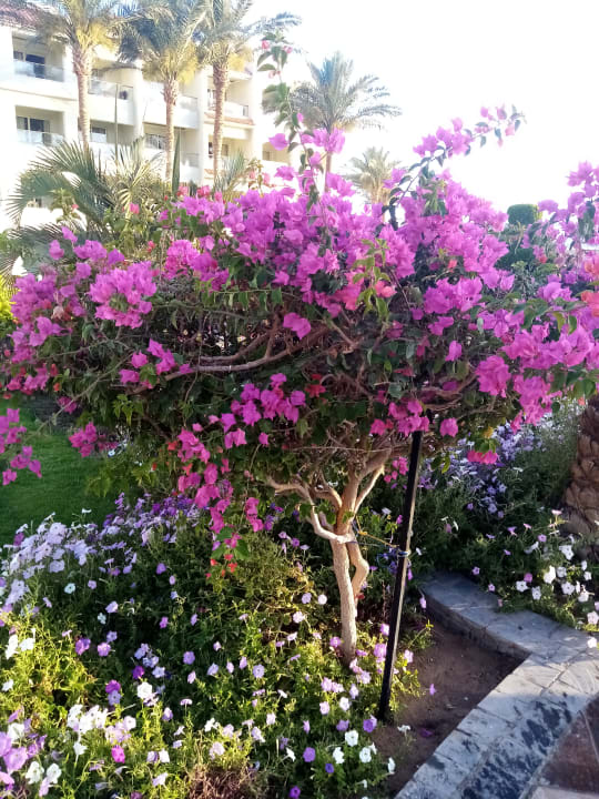 Außenansicht Pickalbatros Dana Beach Resort - Hurghada