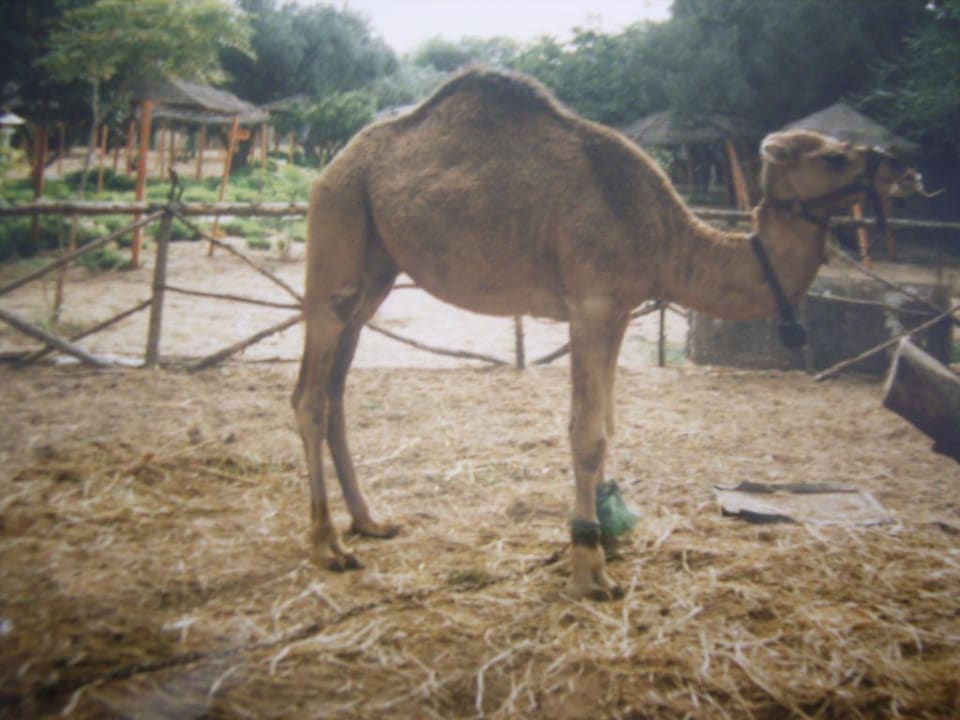 Hotelzoo Hotel Hill Diar