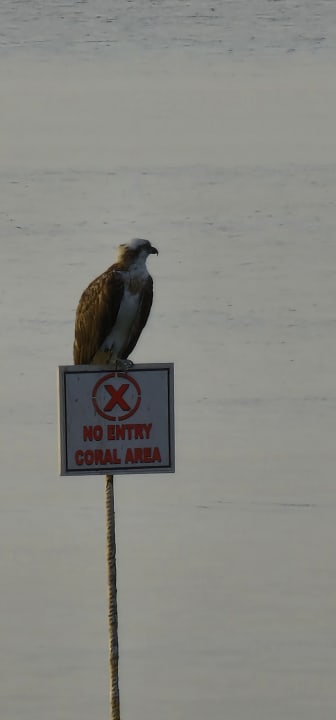 Sonstiges Makadi Spa - Adults only