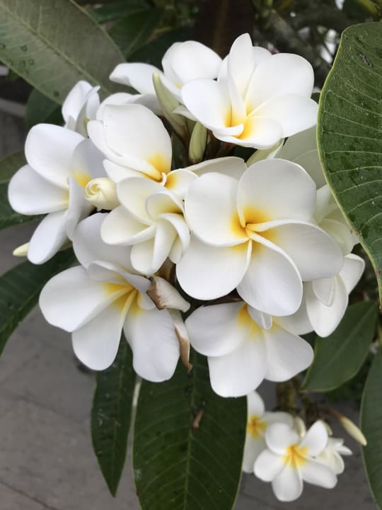 Gartenanlage Adrián Hoteles Jardines de Nivaria