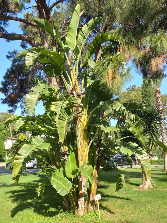 Gartenanlage Arcanus Hotels Sorgun