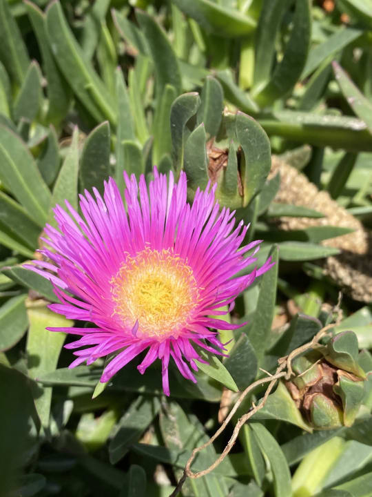 Gartenanlage Anemos Luxury Grand Resort