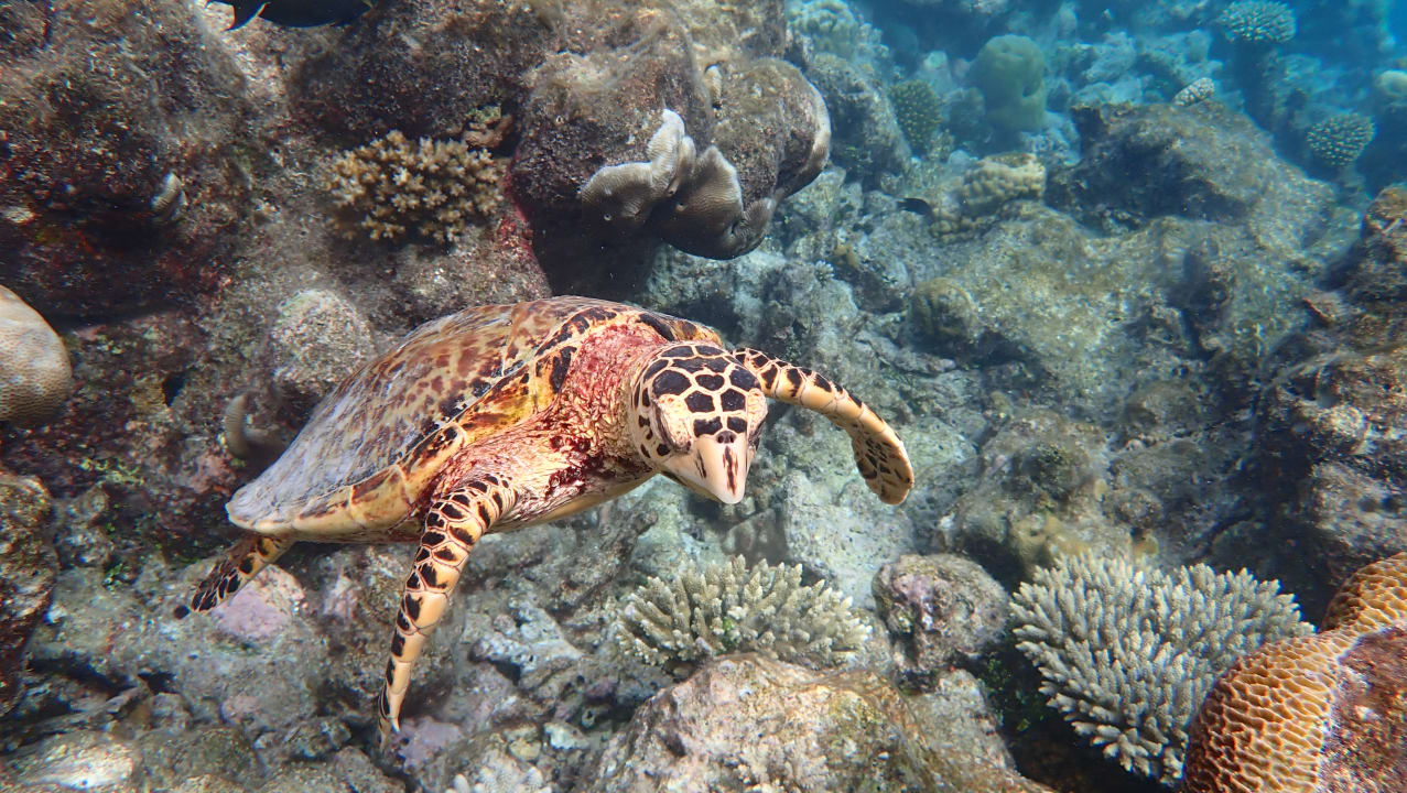 Sport & Freizeit NH Collection Maldives Havodda Resort