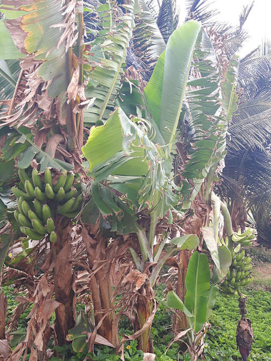 Gartenanlage VOI Praia De Chaves Resort