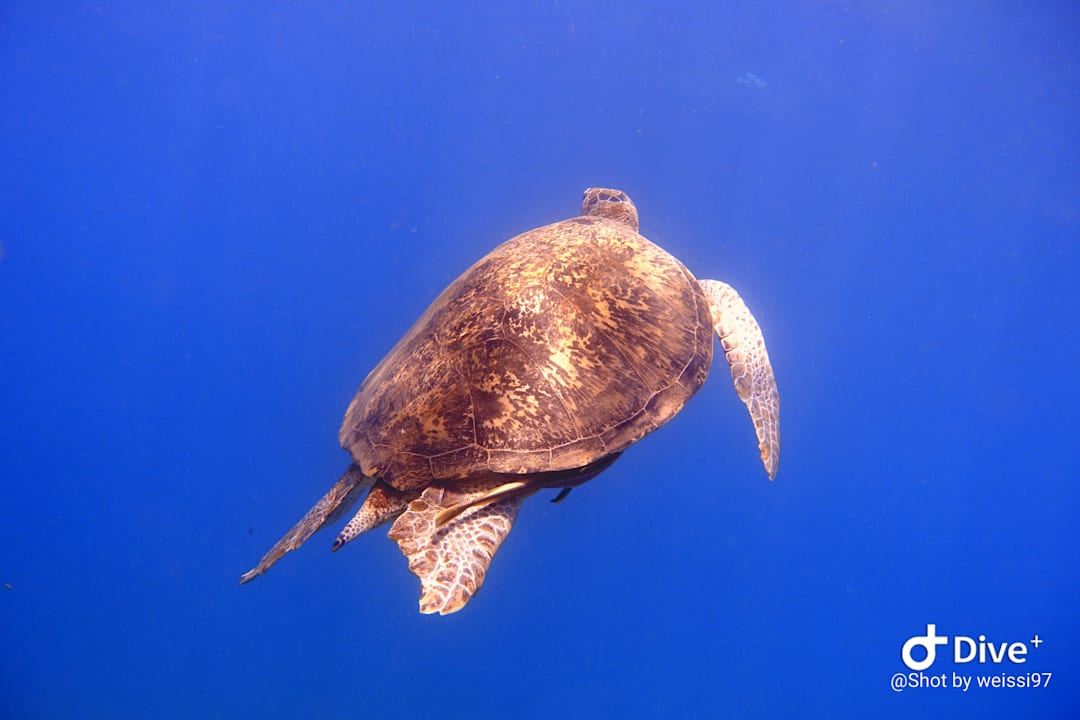 Sport & Freizeit Jaz Costa Mares (Adults Only)