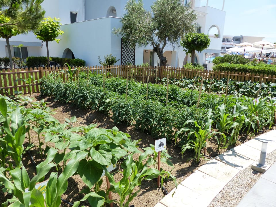 Kleiner Nutzgarten Atlantica Marmari Palace