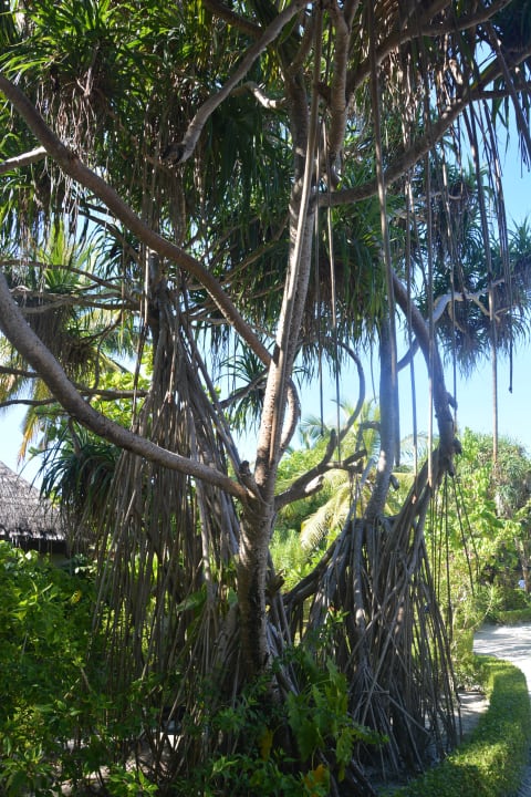 Arbre LUX South Ari Atoll
