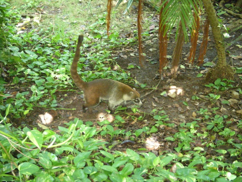 Nasenbären in der Anlage Hotel Riu Yucatan