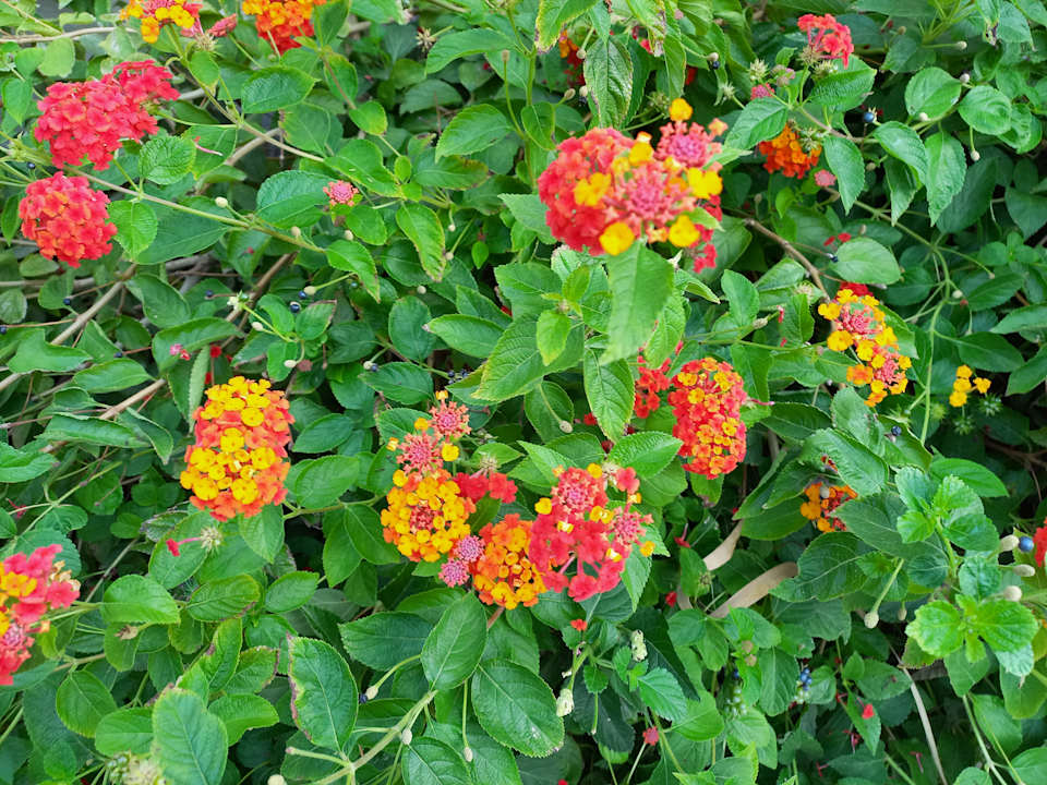Gartenanlage Crystal Flora Beach Resort