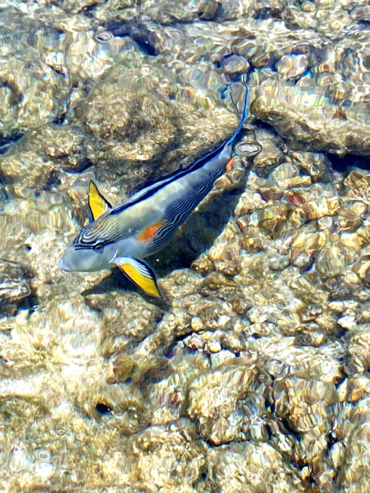 Strand Pickalbatros Citadel Resort