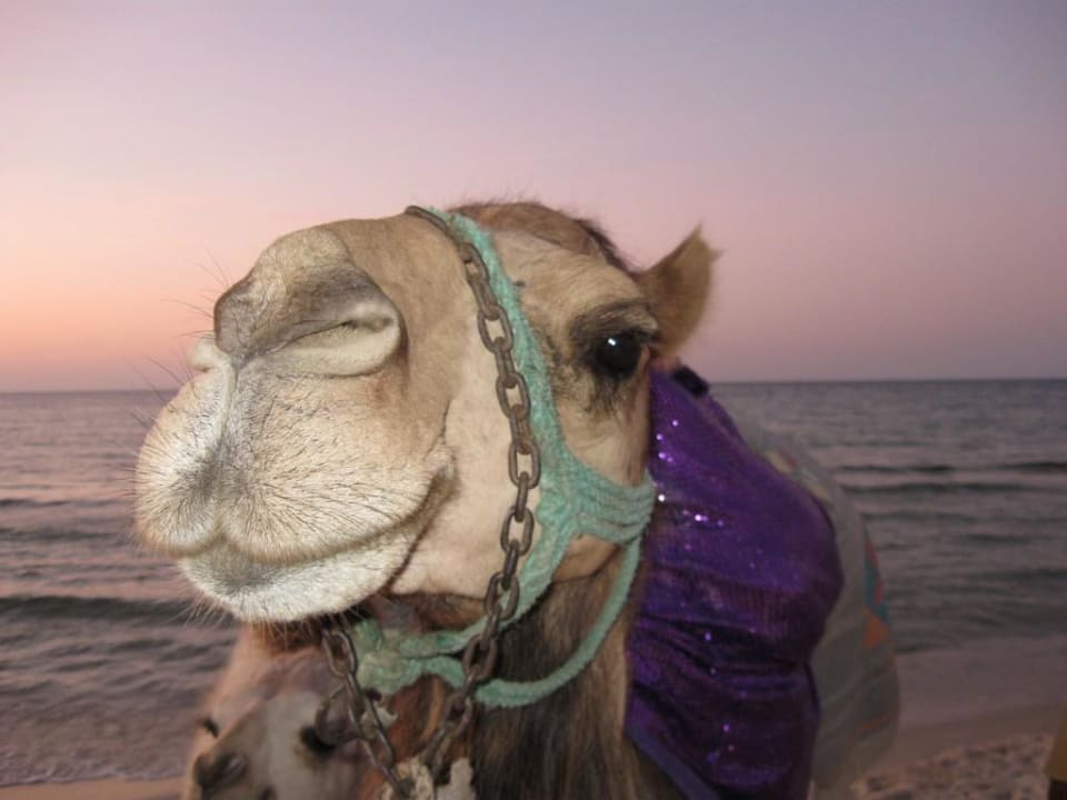 Kamel Ruspina Beach Resort