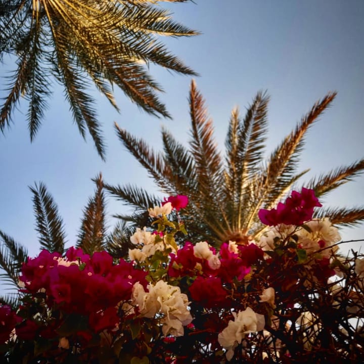 Gartenanlage Stella Beach Resort & Spa Makadi Bay