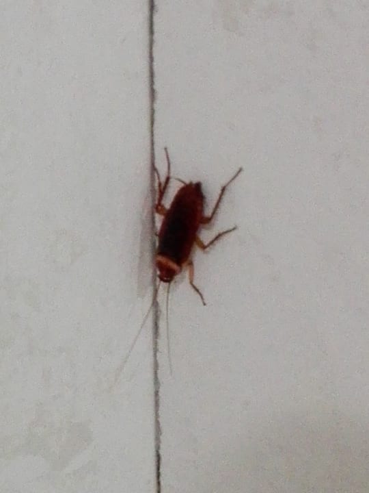 Zimmer Suites & Villas by Dunas