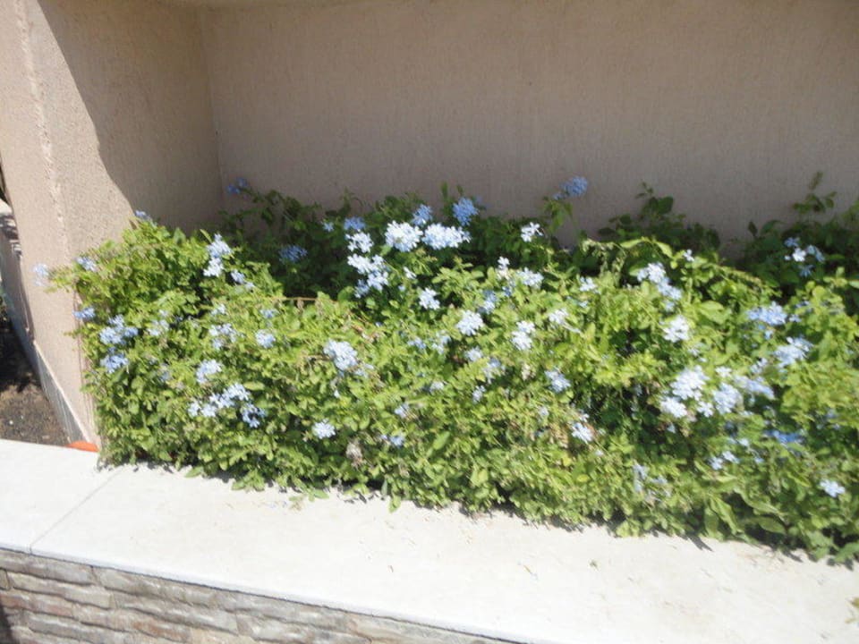 Kwiatki przy basenie Shams Prestige Abu Soma-Adults Only