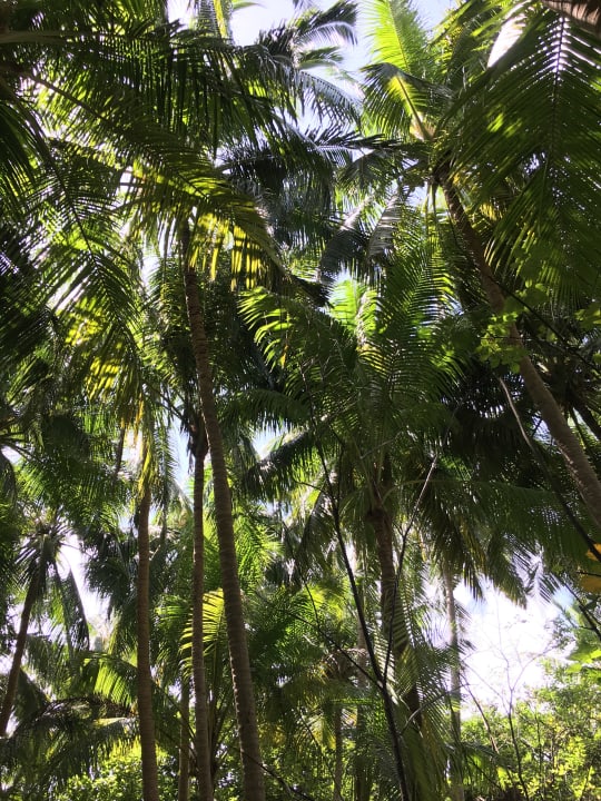 Gartenanlage Reethi Beach Resort