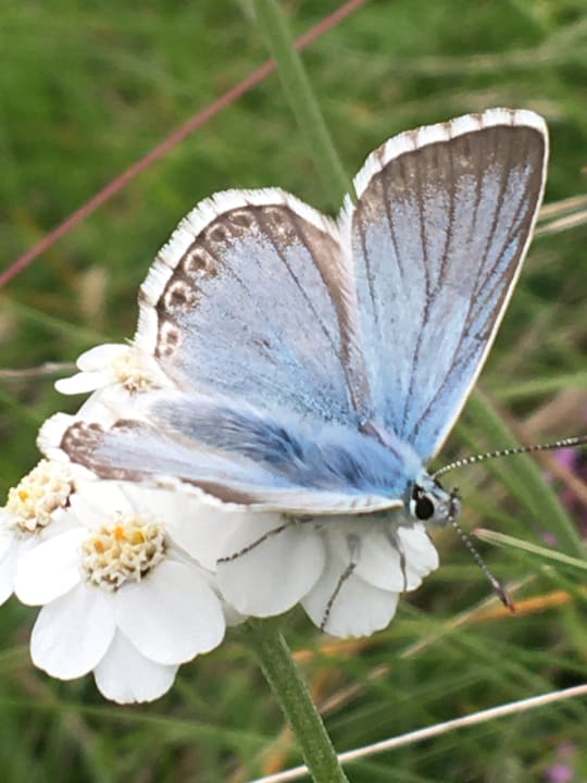 Gartenanlage Hotel Ritterhof