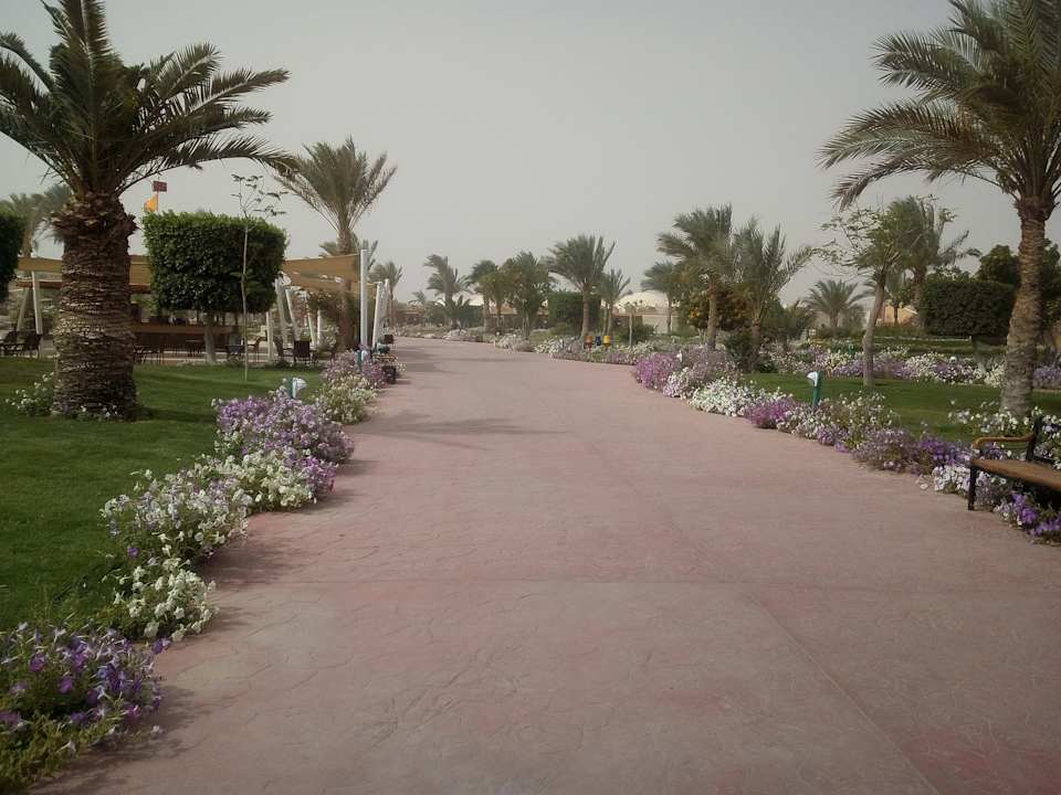 Gartenanlage Desert Rose