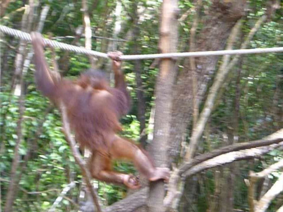 Hoteleigenes Orang Utan Reservat Shangri-La's Rasa Ria Resort & Spa