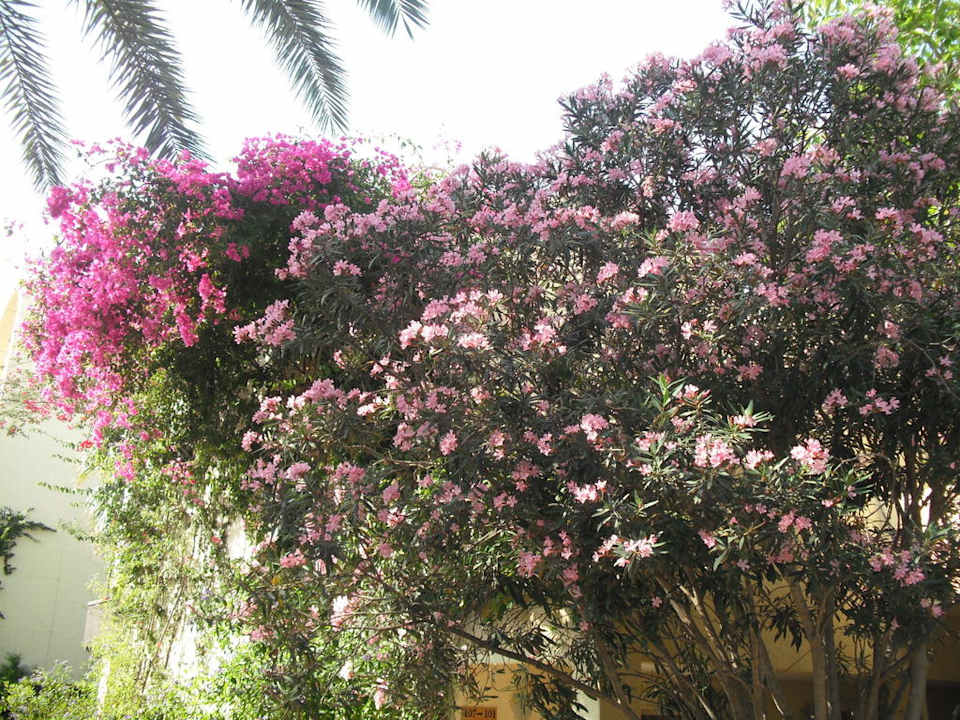 Alles blüht  Hotel Paradis Palace