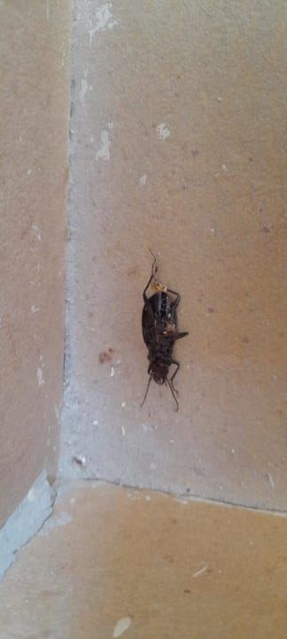 Zimmer Marina Resort Port Ghalib, a member of Radisson Individuals