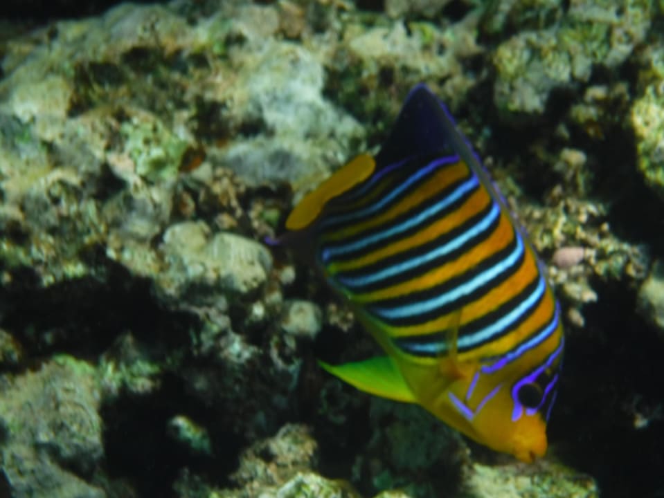 Sport & Freizeit Three Corners Equinox Beach Resort