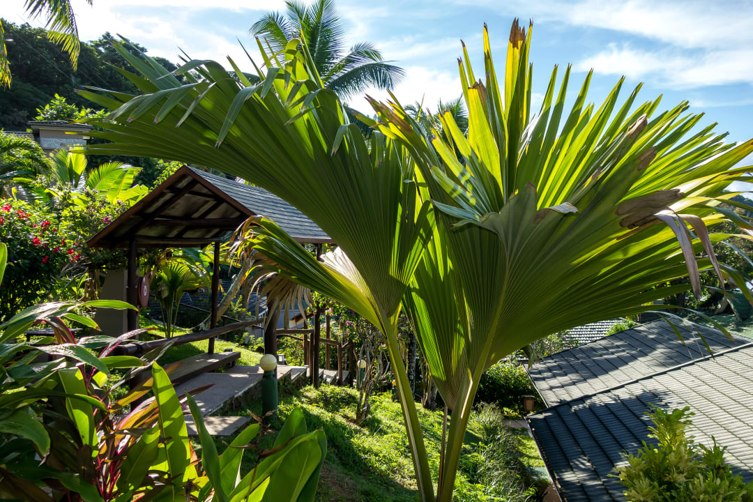 Ausblick The Coco de Mer Hotel & Black Parrot Suites