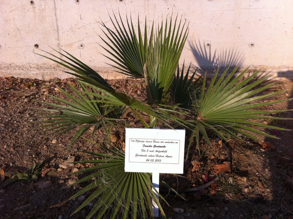 Stammgastpalme Belek Beach Resort Hotel