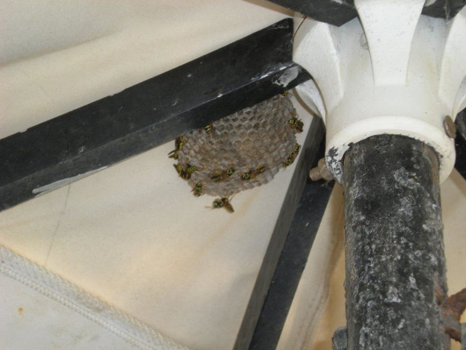 Wespennest im Pool Schirm Hotel Stavroula Palace