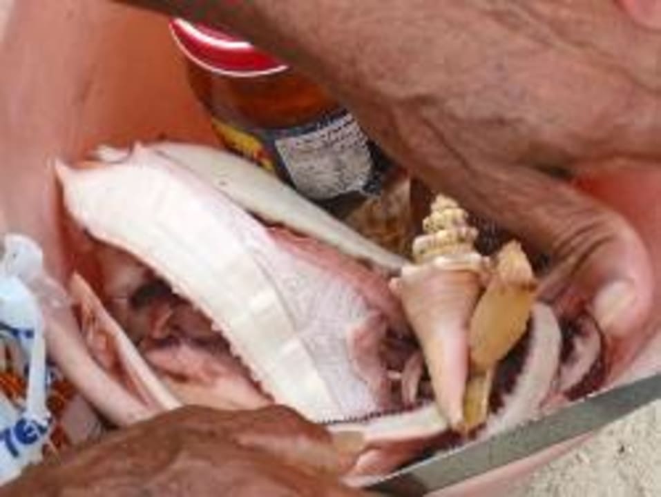 Händler von frisch gefangenem whala!boca chica